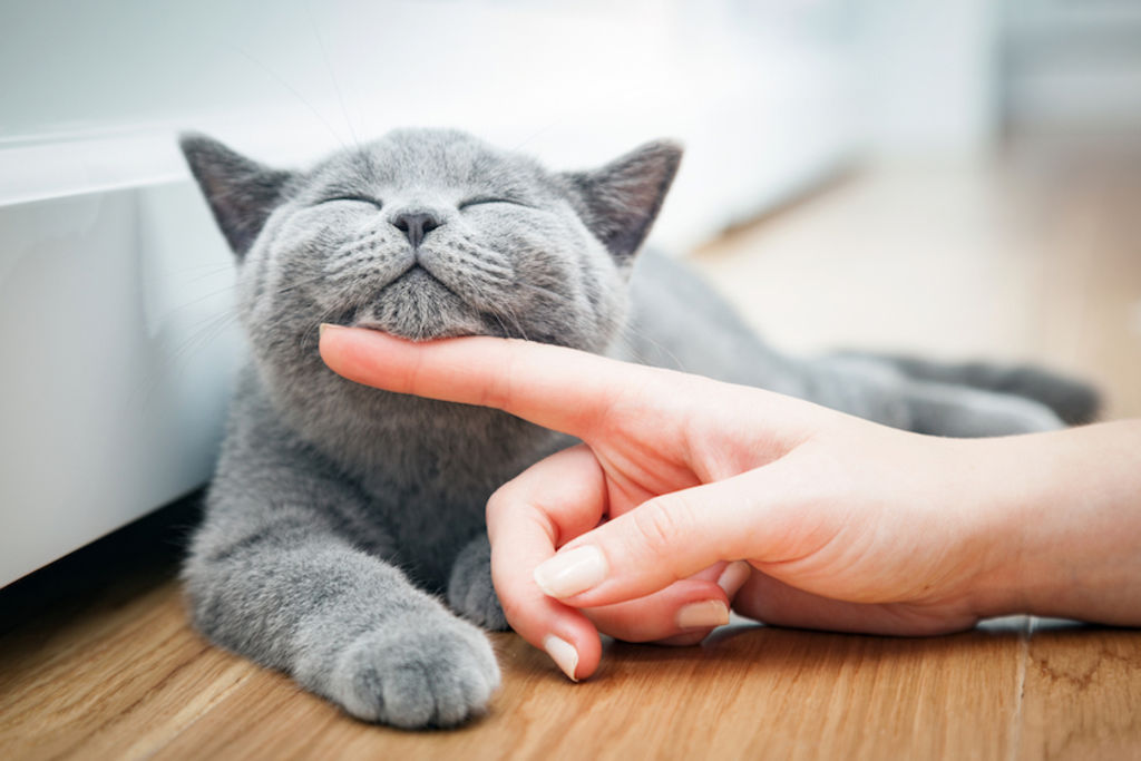 2. fusa gatto 1
