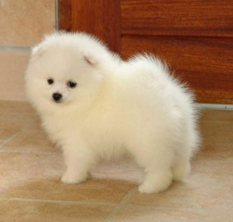 550 1