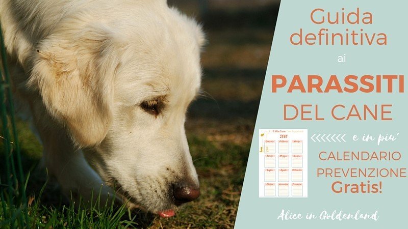 CANI PARASSITI1