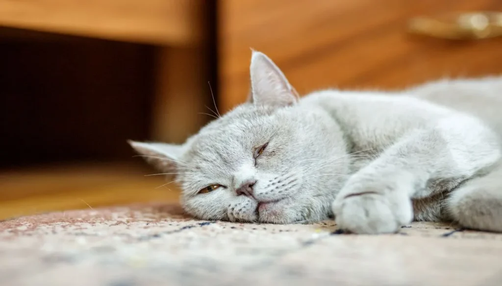 Gatto cimurro 3