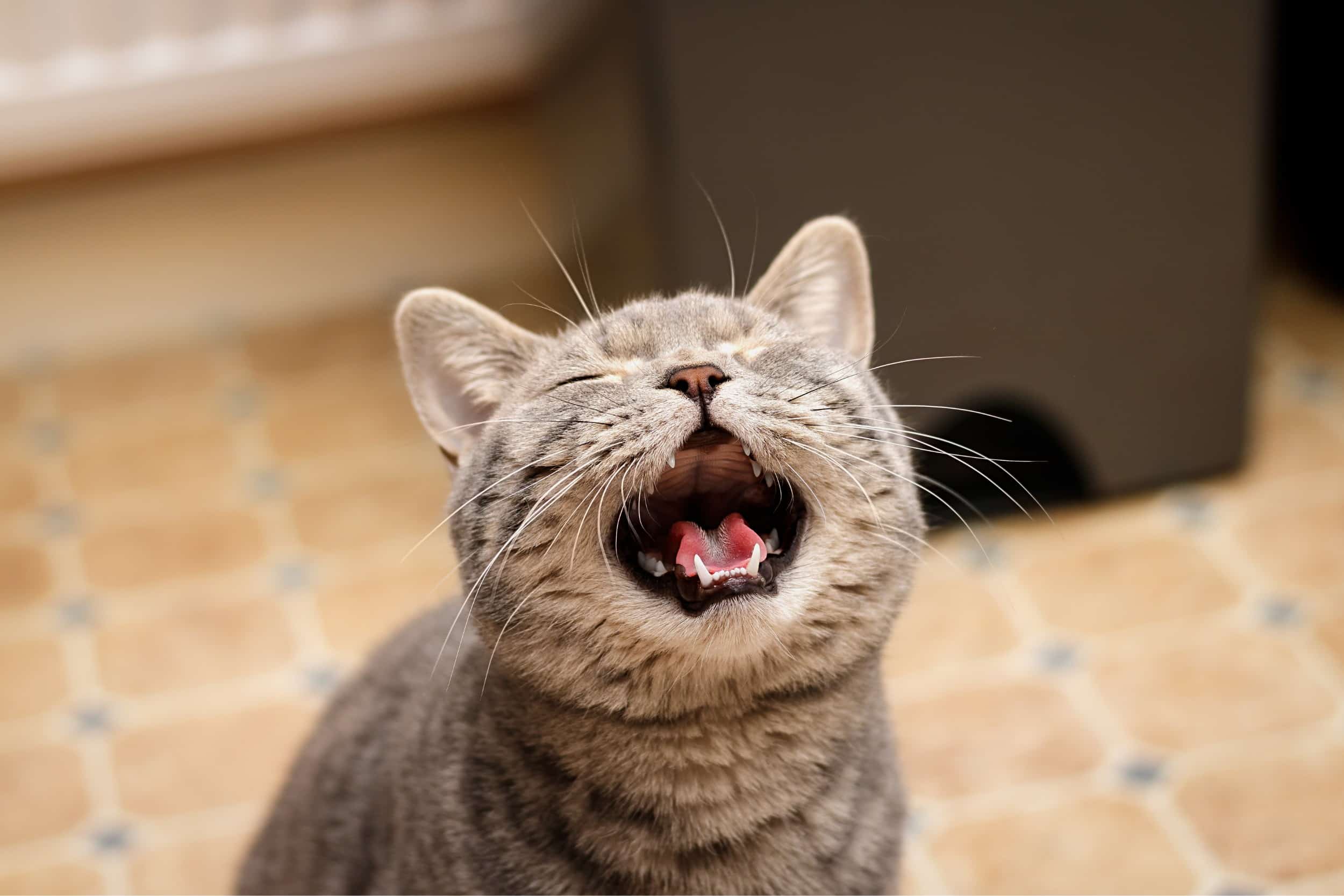 Gatto miagola di piu