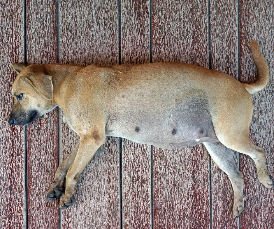 Gestazione del Cane 7359438c eb6f 4115 9eb4 82c0edcda944