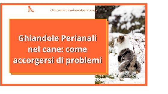 Ghiandole perianali cane gestione