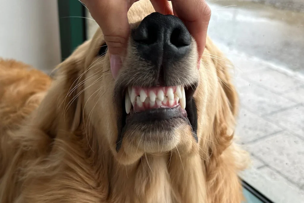 I denti del cane struttura e cura cd480409 fa30 46fc 8d9b b11052d45ef4 1