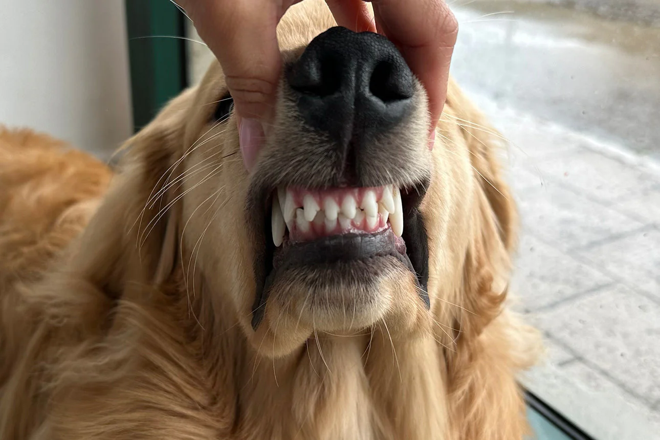 I denti del cane struttura e cura cd480409 fa30 46fc 8d9b b11052d45ef4 1