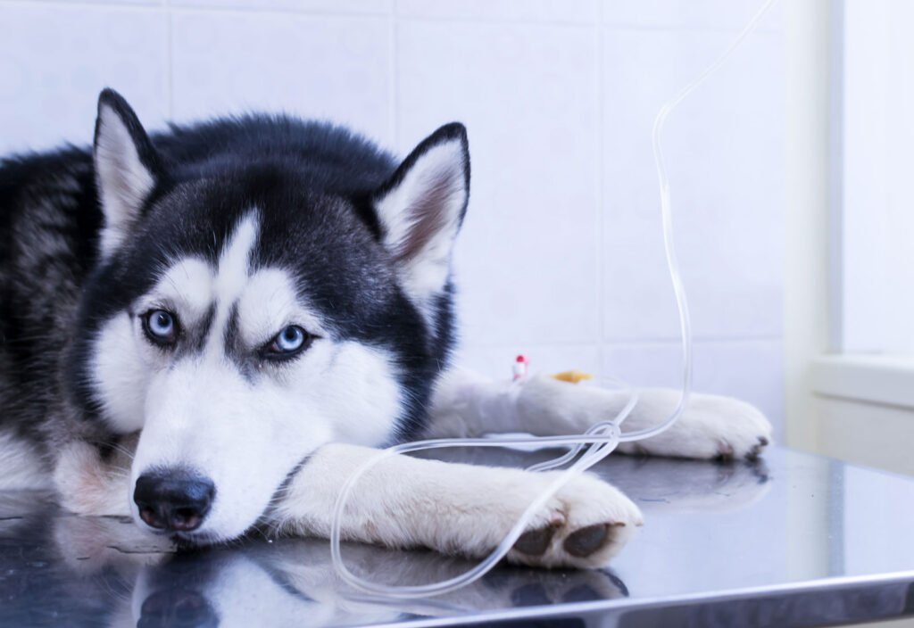 La fluidoterapia nel cane e nel gatto 1