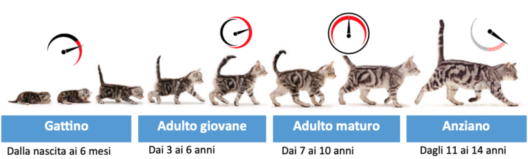 Schermata 20200611 alle 173644