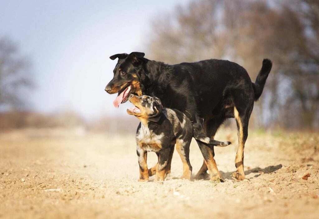 Intervista su metodo "moderator dog" al Canine Science Forum.