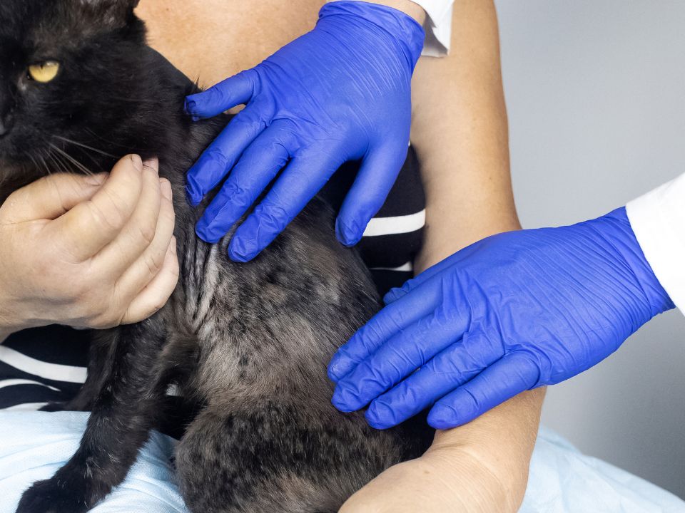 alopecia psicogena del gatto 1