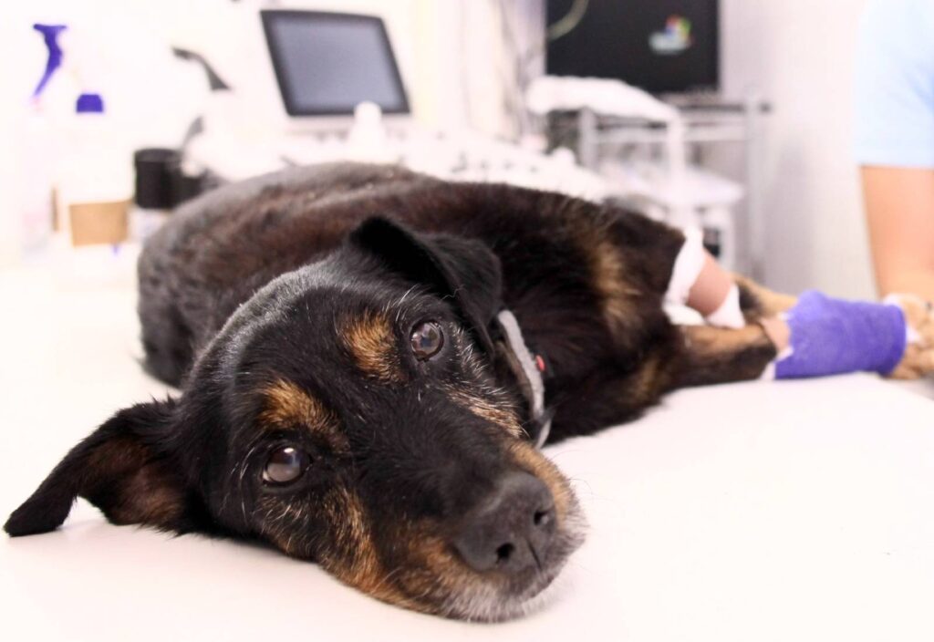 Per decidere il percorso anestesiologico dell'animale, bisogna valutare una serie di esami e di parametri, nonché scegliere tutti gli strumenti necessari.