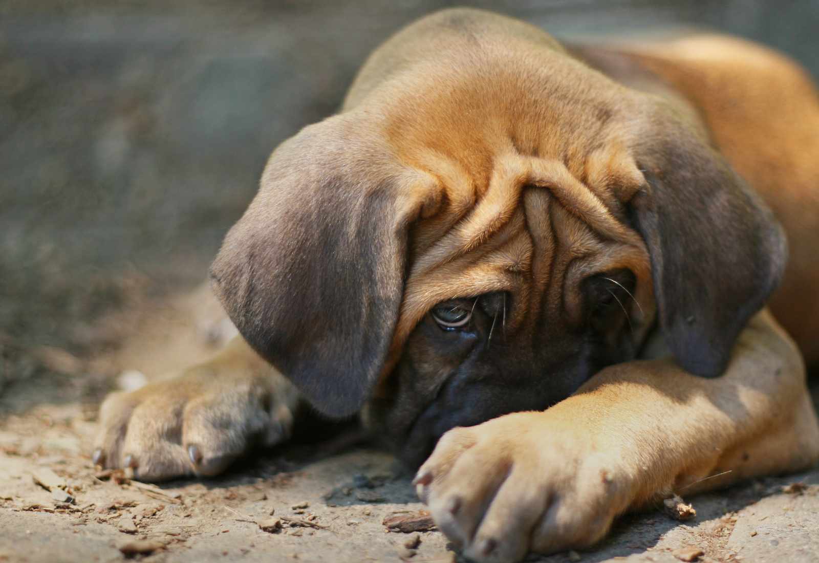 Analizzare l'origine del vomito e le sue caratteristiche è importante per capirne la natura e il trattamento farmacologico al quale ricorrere.