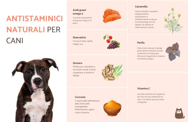antistaminici naturali per cani 4661 600
