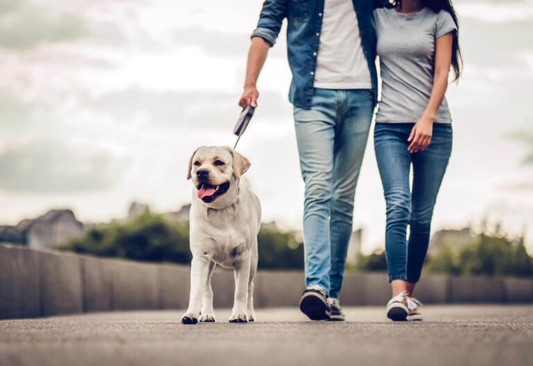 Passeggiate piacevoli con il cane: semplici accorgimenti per un'esperienza positiva.