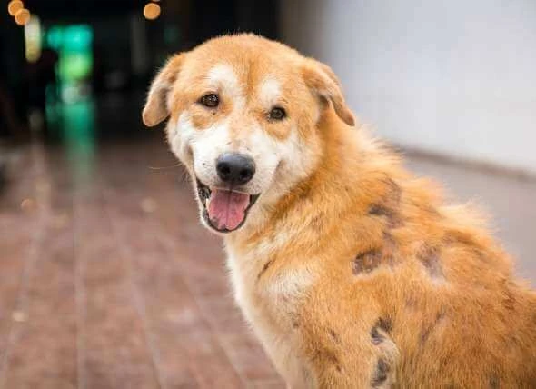 cane alopecia cura e sintomi