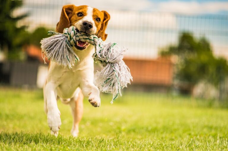 cane gioco