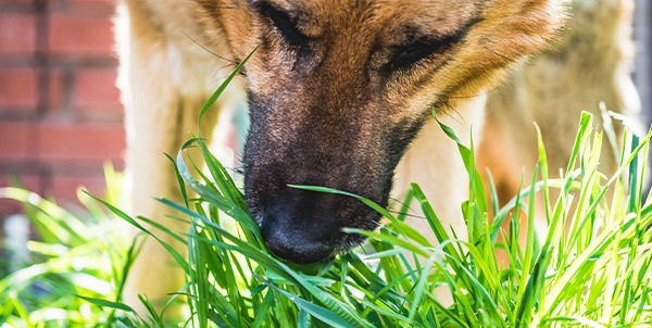 cane mangia erba 1