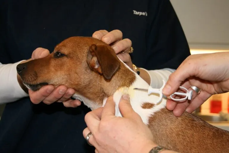castrazione microchip cane 2