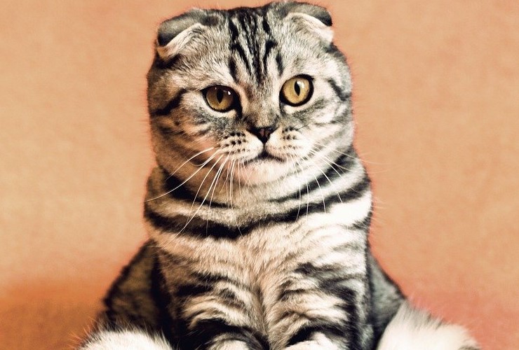 apprendimento associativo gatto