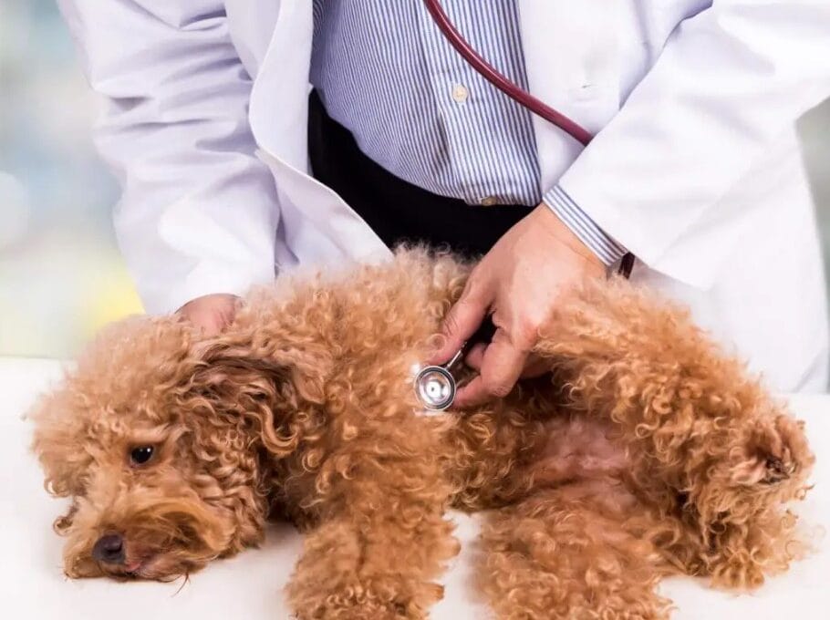 coliti nei cani cause cura e prevenzione 910x680 1