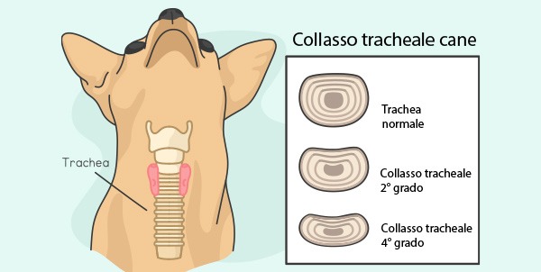 collasso tracheale cane 2