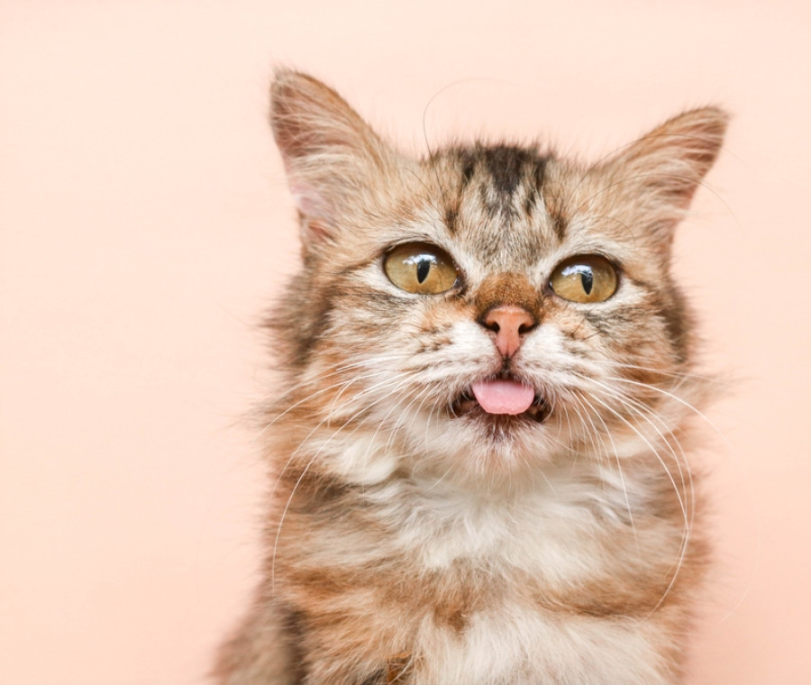 cosa significa quando il gatto ha la lingua