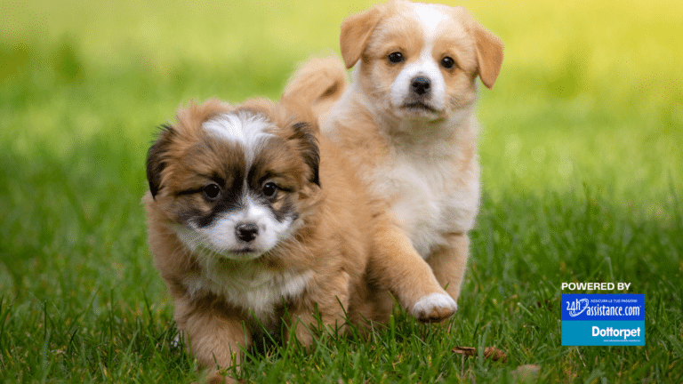 cuccioli in famiglia prenditi cura di un nuovo amico a quattro zampe