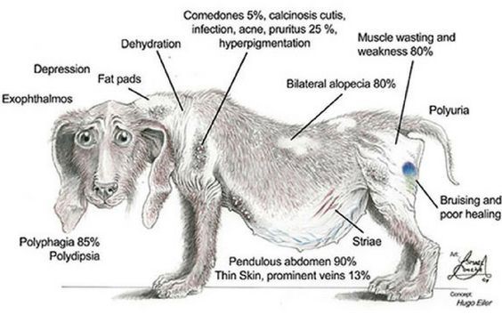cushing nel cane sintomi 2