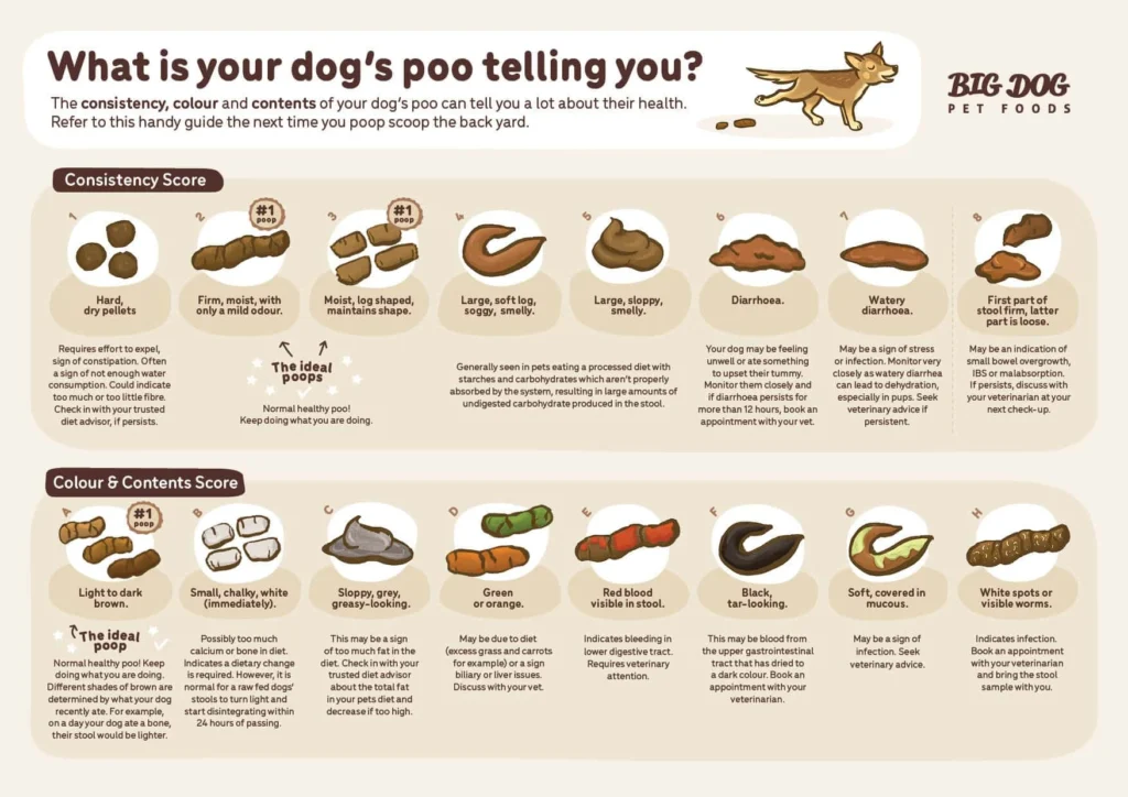 differenze di feci e cacca nel cane