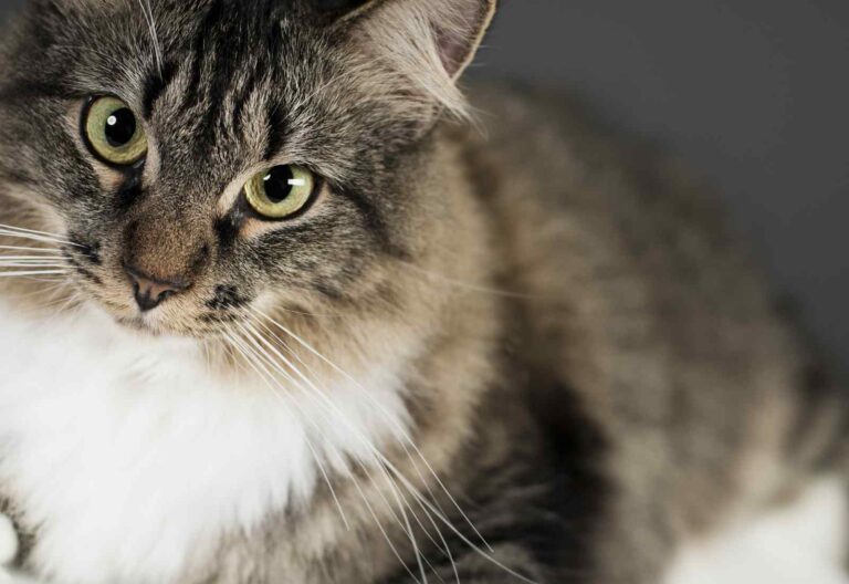 Un recente studio svedese dedicato al Maine Coon mette in evidenza che milioni di gatti nel mondo soffrono di displasia dell'anca.