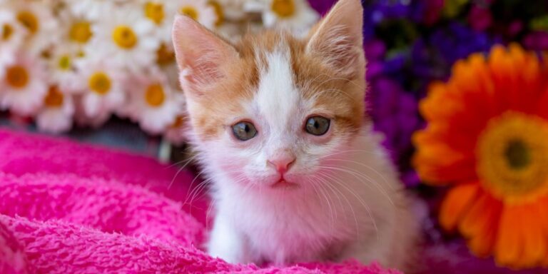 down syndrome kitten cat