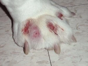 eczema cane zampe 300x225 1