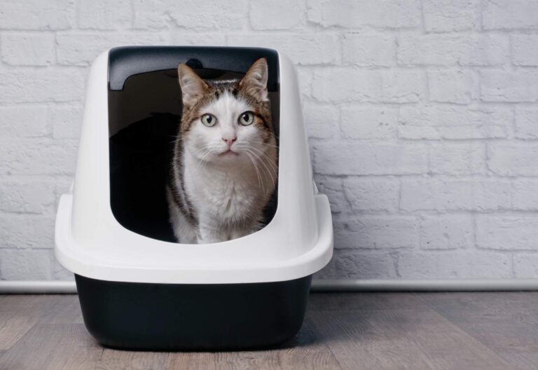 Il gatto sporca fuori dalla lettiera, un segnale di disagio