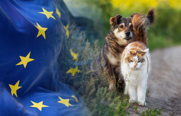europa cane e gatto 2