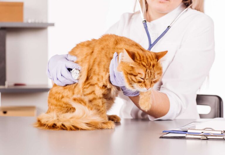 Dato che nel gatto di mezza età è comune la nefropatia cronica, questa affezione può controindicare l'uso di FANS in un contesto algico? Ecco gli studi.