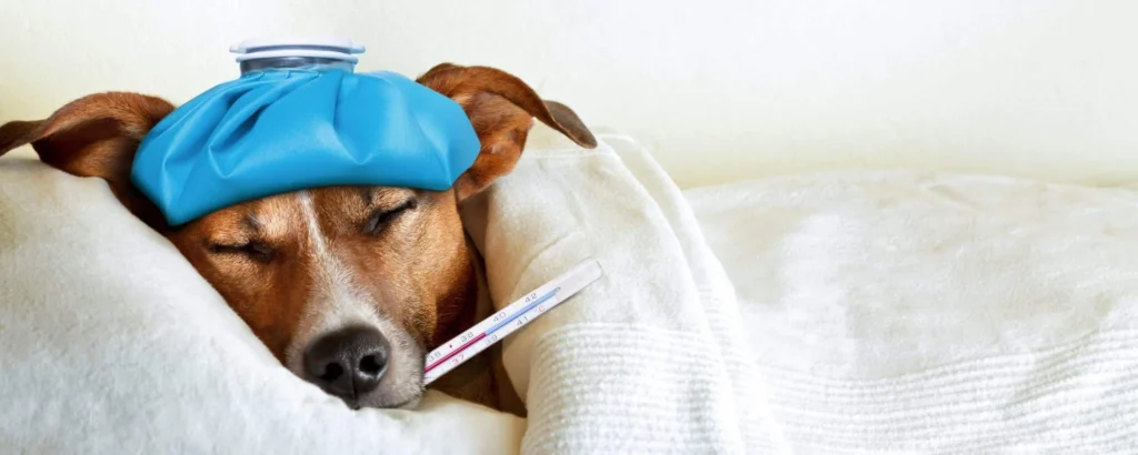 febbre cane cura prevenzione scaled 1 1