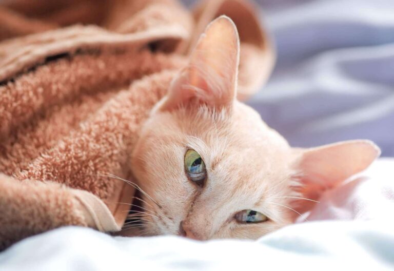 Gatto arancione rilassato, avvolto in una coperta, con occhi verdi penetranti