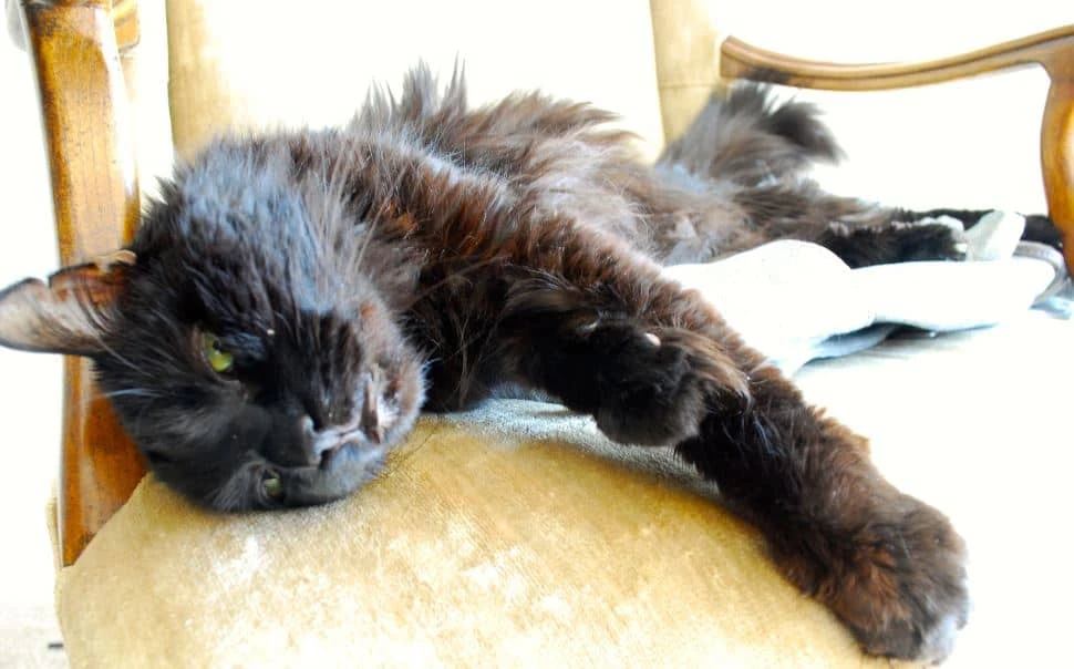 gatto anziano sintomi segnali morte gatto