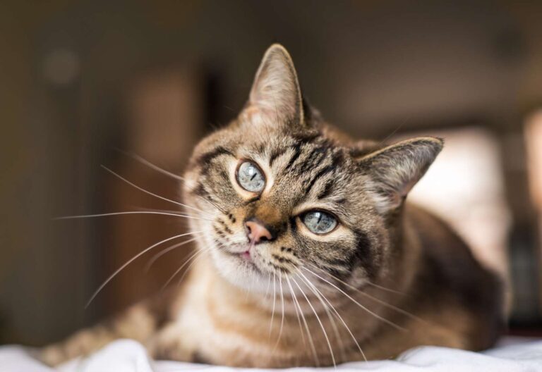 I gatti comunicano più di quanto si pensi, nonostante il loro comportamento riservato.