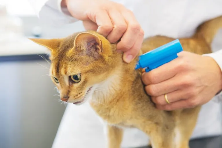 gatto con microchip 1