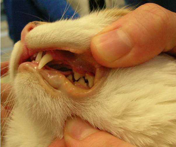 gatto lipidosi epatica mylav