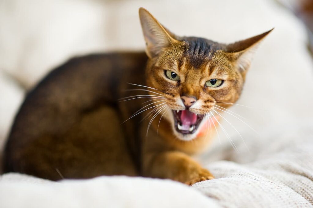 gatto soffia