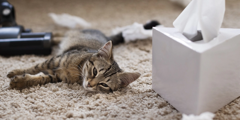gatto stitico