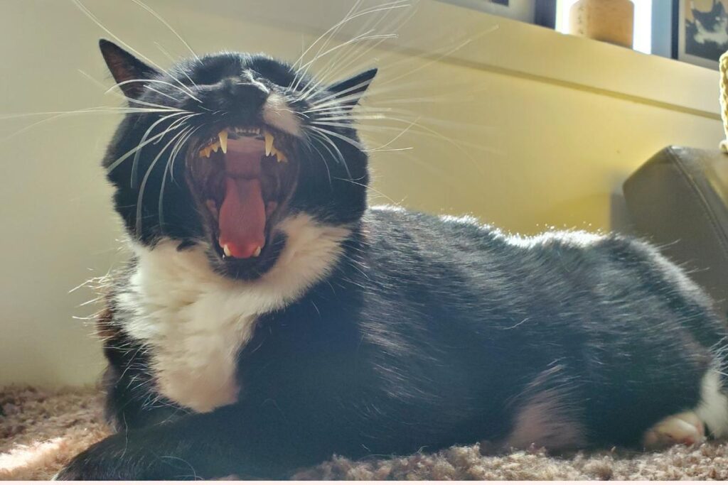 gatto con respiro addominale cause e cosa fare 4833 orig
