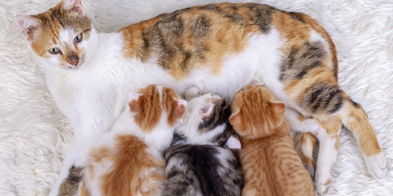 gestazione gatto 1 2