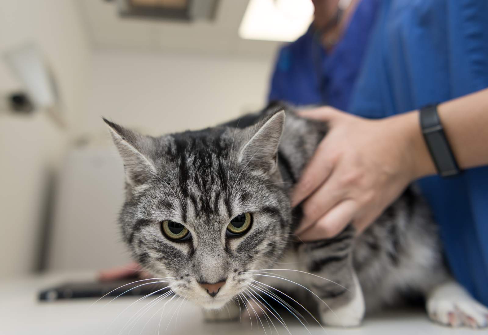 La gestione clinica del gatto non collaborativo può essere spesso problematica, creando stress in primis al paziente, ma anche allo staff e al proprietario.