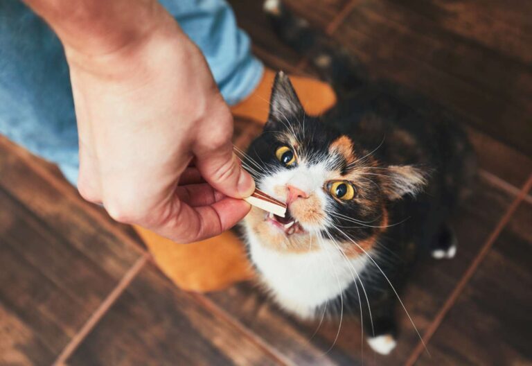 Difficoltà nel gestire i gusti alimentari raffinati e resistenti al cambiamento del gatto