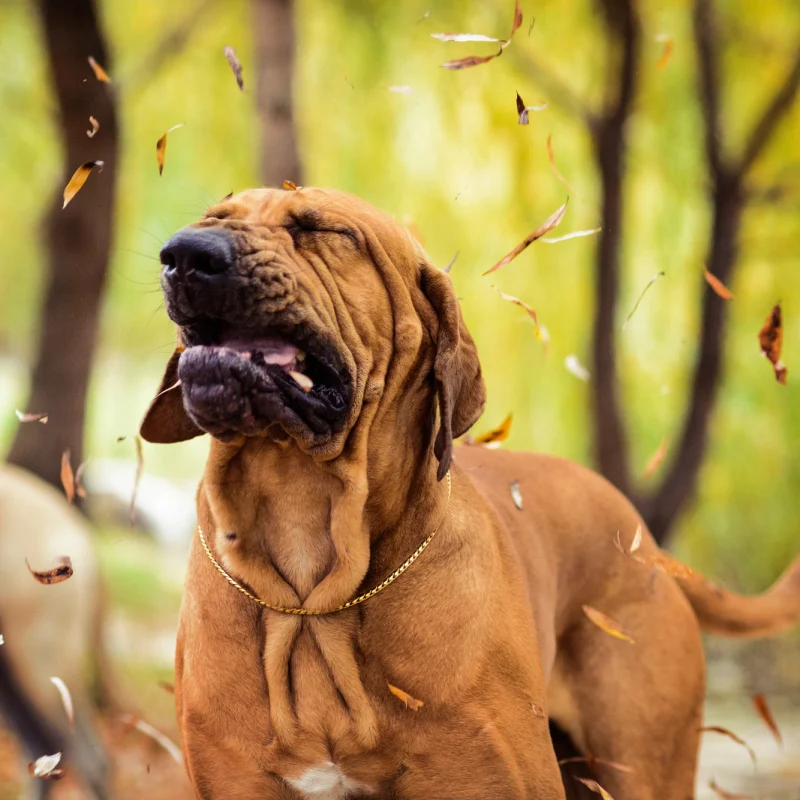 hund niesen ursachen symptome loesungen