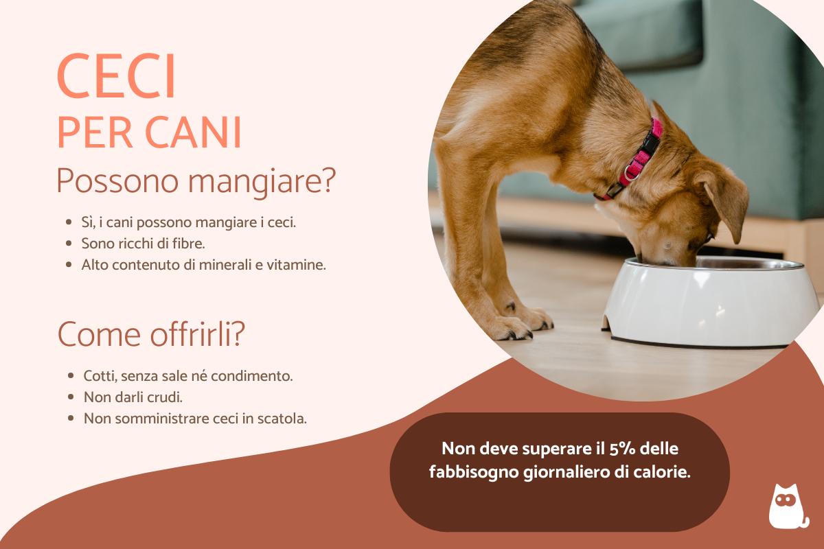 i cani possono mangiare i ceci 4822 orig 2