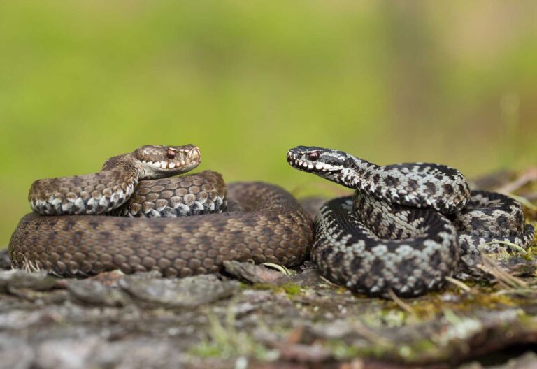 Come riconoscere un morso di vipera e come trattarlo? Marianna Filareto, medico veterinario, spiega come intervenire nel caso in cui un animale venga morso.