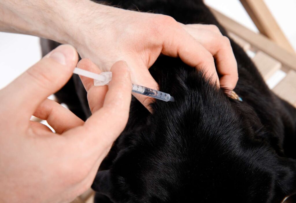 Come gestire il paziente diabetico, cane o gatto. Individuare le cause attraverso i sintomi e gli esami clinici, e mettere in atto il trattamento corretto.